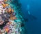 The giant moray (gymnothorax javanicus) and silhouette of diver