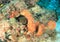 Giant moray in hole on coral reef in Raja Ampat