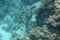 Giant Moray sails over a coral bedrock in the Red Sea. A large adult Gymnothorax Javanicus is looking for food among sea corals.