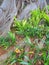 Giant Moreton Bay Fig Tree, Australia