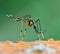 Giant mosquito nature background