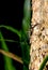 Giant mosquito stay on stalk of big tree with green and dark background of forest