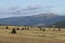 Giant Mountines meadow with solitary spruce near Labska bouda