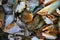 Giant mud crab HD background