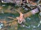 Giant mudskipper