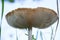 A giant mushroom