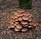 Giant mushroom cluster