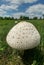 Giant Mushroom in Grass