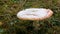 Giant mushroom in the grass on autumn rainy day, covered with the first snow. Harvest of mushrooms in the Carpathian