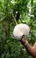 Giant Mushroom, National Park Cuyabeno