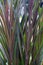Giant Napier King grass, a perennial tropical grass native to African grasslands. It\\\'s also known as elephant grass