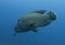 Giant Napoleon Humphead Wrasse Close Up in Blue Ocean