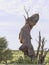 Giant nest Sociable weaver, Philetairus socius, Kalahari, South Africa