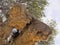 Giant nest Sociable weaver, Philetairus socius, Kalahari, South Africa