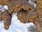 Giant nest Sociable weaver, Philetairus socius, Kalahari, South Africa