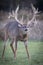 Giant non-typical whitetail buck searching for doe