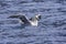 Giant Northern Petrel