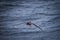 Giant northern petrel flies low to the water following ship