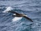 Giant northern petrel flies over ocean near Falkland Islands