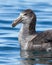 Giant Northern petrel in South Georgia Islands
