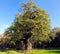 A giant oak in sherwood forest