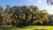 A giant oak in sherwood forest