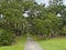 Giant Oaks Brookgreen Gardens