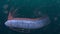 Giant oarfish, Regalecus glesne so called king of herrings source of sea serpent sightings