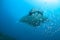 A giant ocean manta ray surrounded by fish