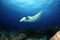 Giant Oceanic Manta Ray