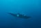 A giant oceanic Manta Ray Manta birostris