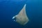 Giant Oceanic Manta Ray Manta birostris with attached Remora swimming in a clear blue ocean