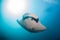 A giant oceanic manta ray swimming overhead