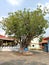 Giant Old Bodhi Tree