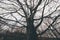 Giant old tree with big branches in autumn after the fall in mysterious fairy tale forest