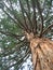 giant old tree close-up