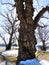 Giant old Willow tree in Otisco Lake Park Eastern FingerLakes NYS