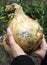 Giant onion