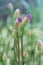 Giant Onion Allium Giganteum buds. Beautiful picture with Alliums for the gardening theme. Allium is a genus