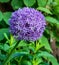 Giant Onion (Allium Giganteum) flower blooming