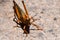 Giant Orange Grasshopper