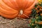 Giant orange pumpkin at the Autumn Farmer`s Show