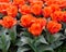 Giant Orange Sunset Tulips, Veldheer Tulip Gardens, Holland, MI
