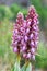 The giant orchid, orchid or bracts long (Himantoglossum robertia