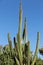 Giant Organ Pipe cactus on Fuerteventura,