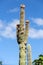 Giant Organ Pipe cactus on Fuerteventura