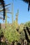 Giant Organ Pipe cactus on Fuerteventura