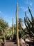 Giant Organ Pipe cactus on Fuerteventura,