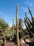 Giant Organ Pipe cactus on Fuerteventura,