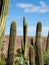 Giant Organ Pipe cactus on Fuerteventura